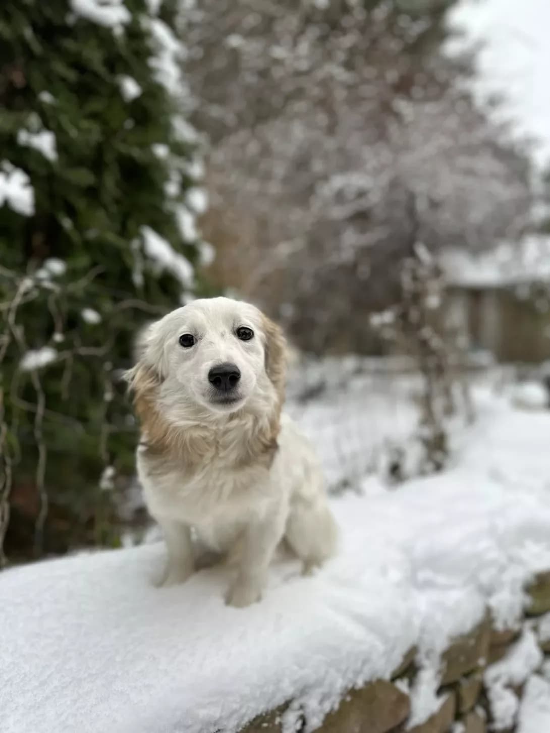 Malenka sobachka (Маленька собачка), female 3yo Mixed Breed for adoption at Happy Paw Kyiv