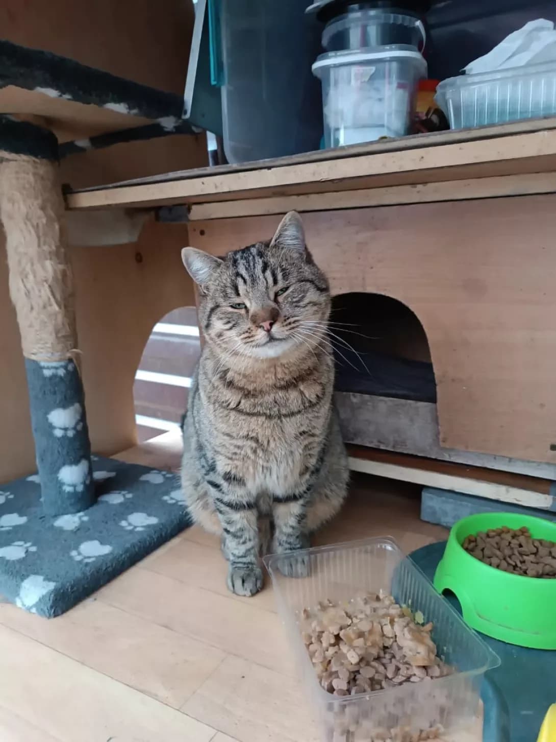 Timka (Тімка), male 3yo Mixed Breed for adoption at Happy Paw Kyiv