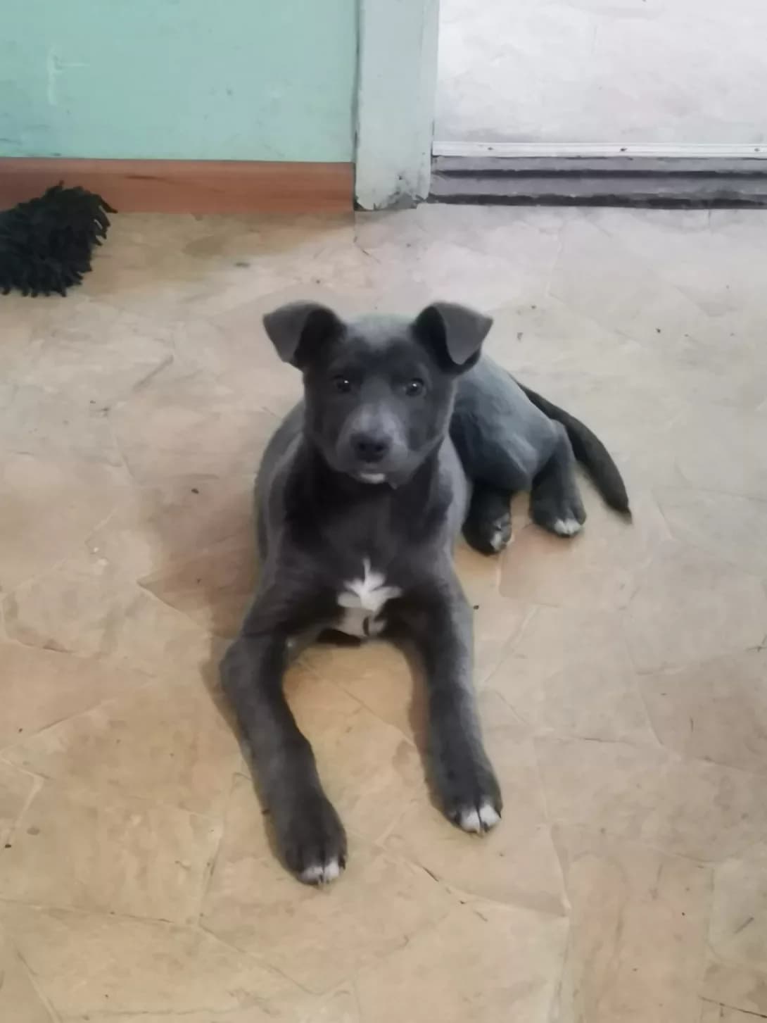 Tusya (Туся), female young Mixed Breed for adoption at Happy Paw Kyiv