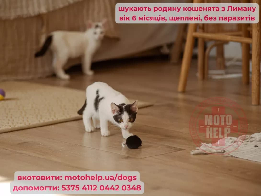 Bentezhka i Shukhevich (Бентежка і Шухевич), female 3yo Mixed Breed for adoption at Happy Paw Kyiv