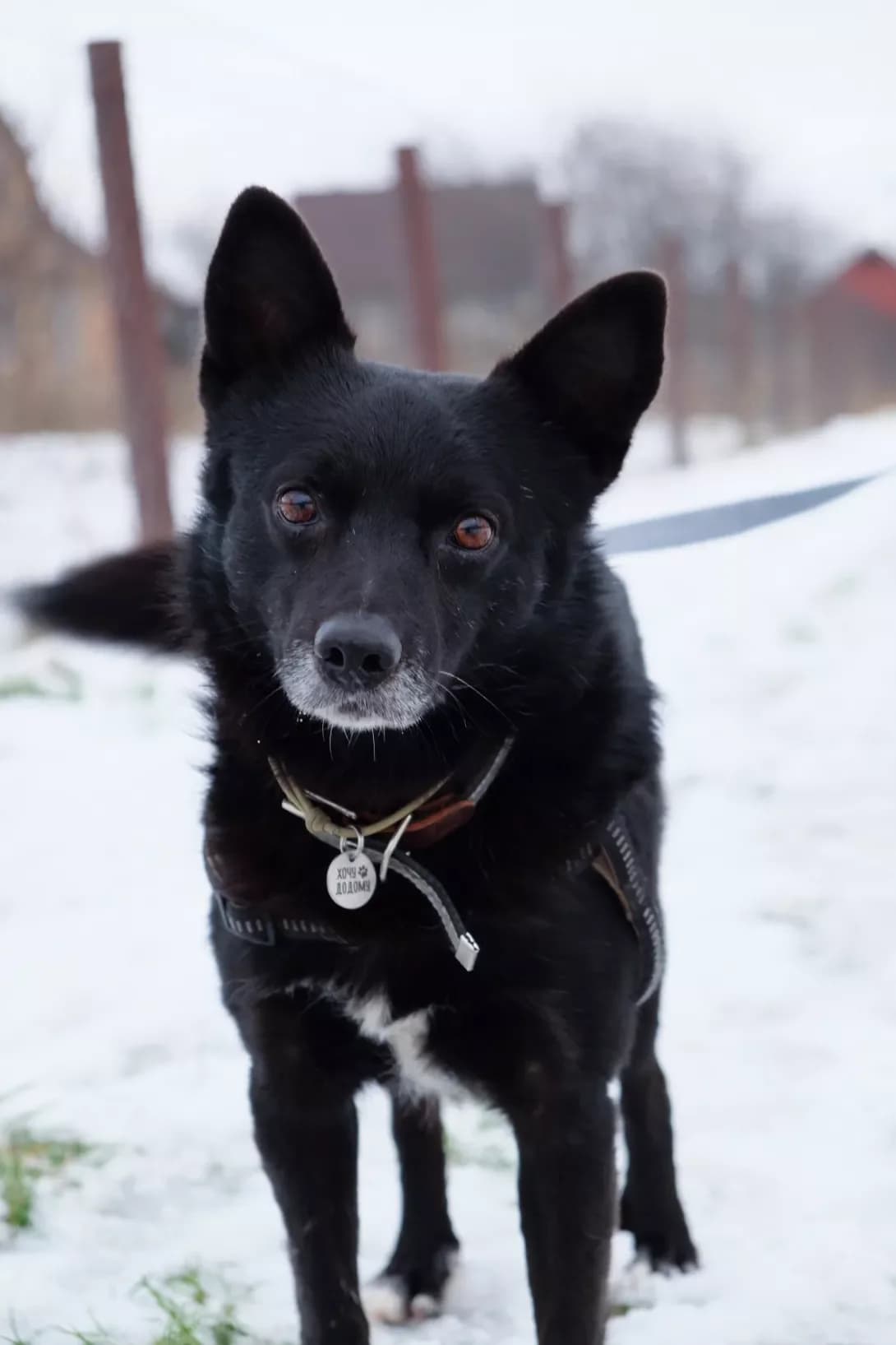 Malish (Малиш), male 7yo Mixed Breed for adoption at Happy Paw Kyiv