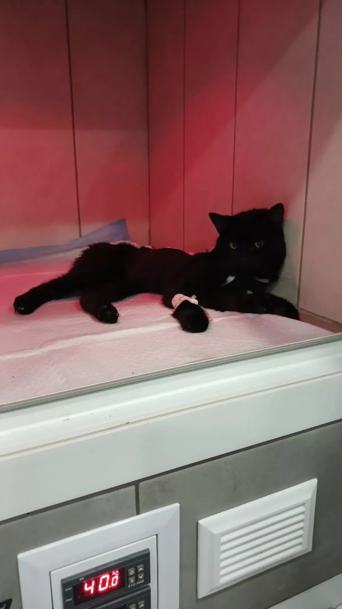 Shevik (Шевік), male 4yo Mixed Breed for adoption at Happy Paw Zaporizhzhia