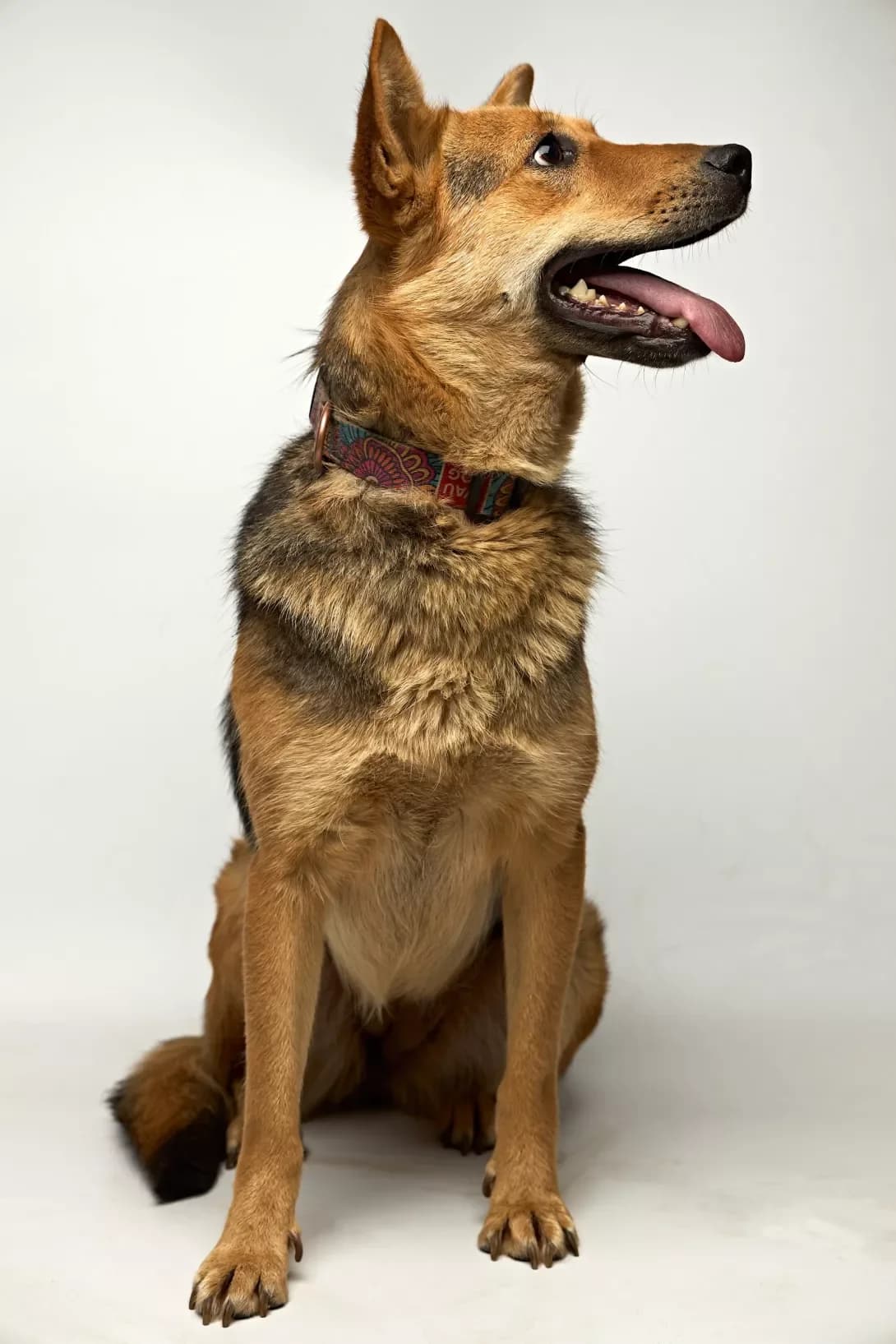 Iva (Іва), female 5yo Mixed Breed for adoption at Happy Paw Kyiv