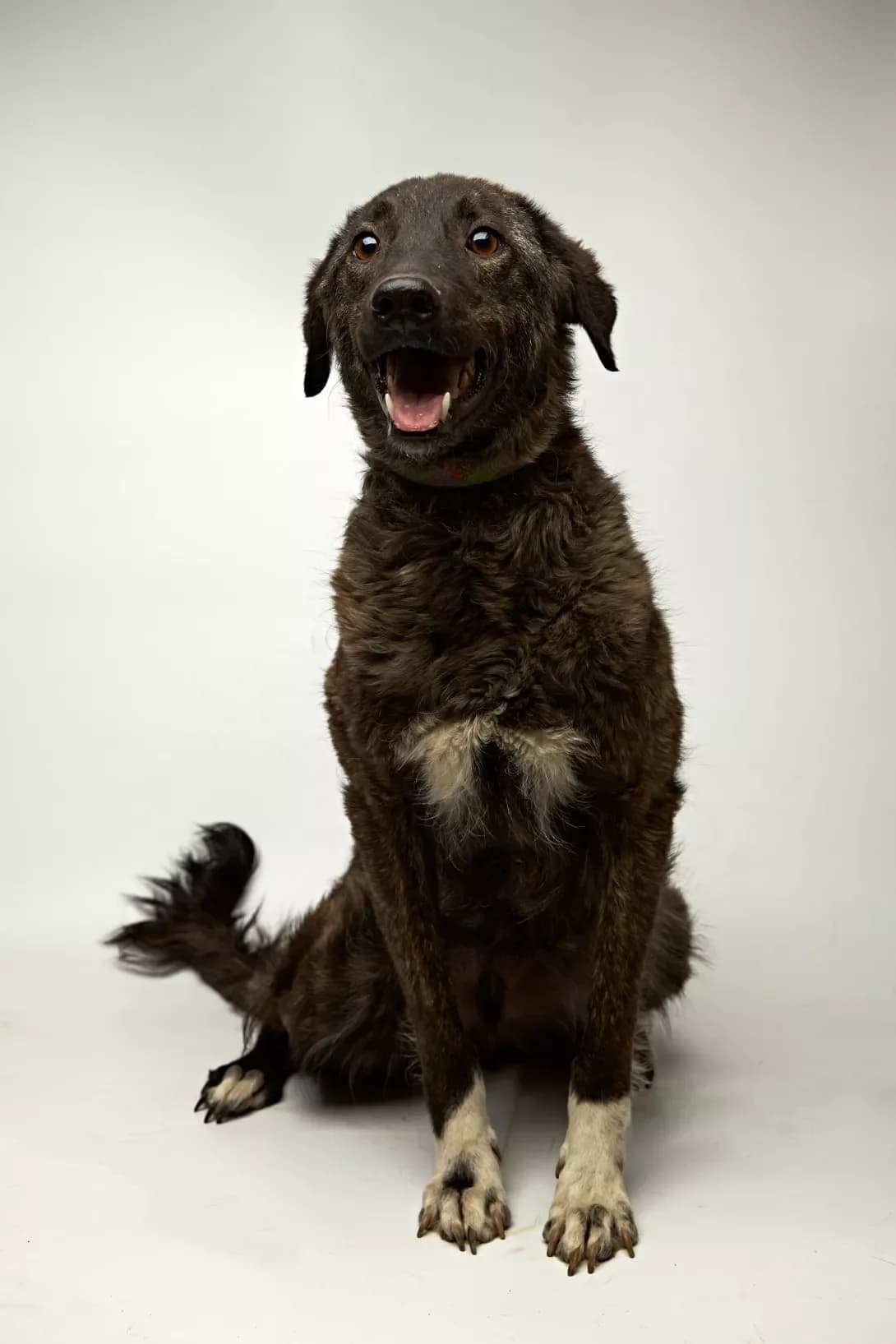 Bur (Бур), male 4yo Mixed Breed for adoption at Happy Paw Kyiv