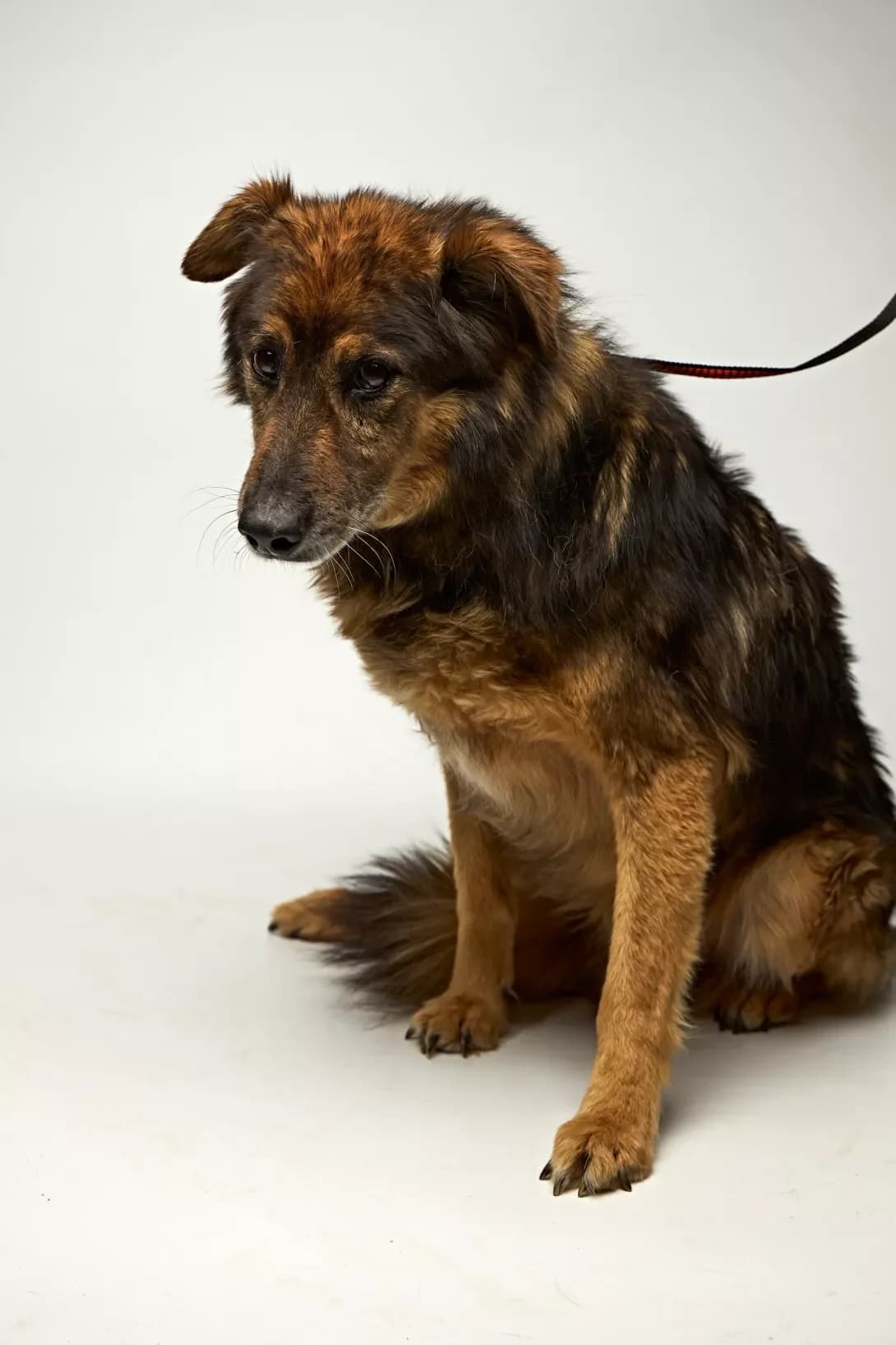 Tikhon (Тихон), male 7yo Mixed Breed for adoption at Happy Paw Kyiv