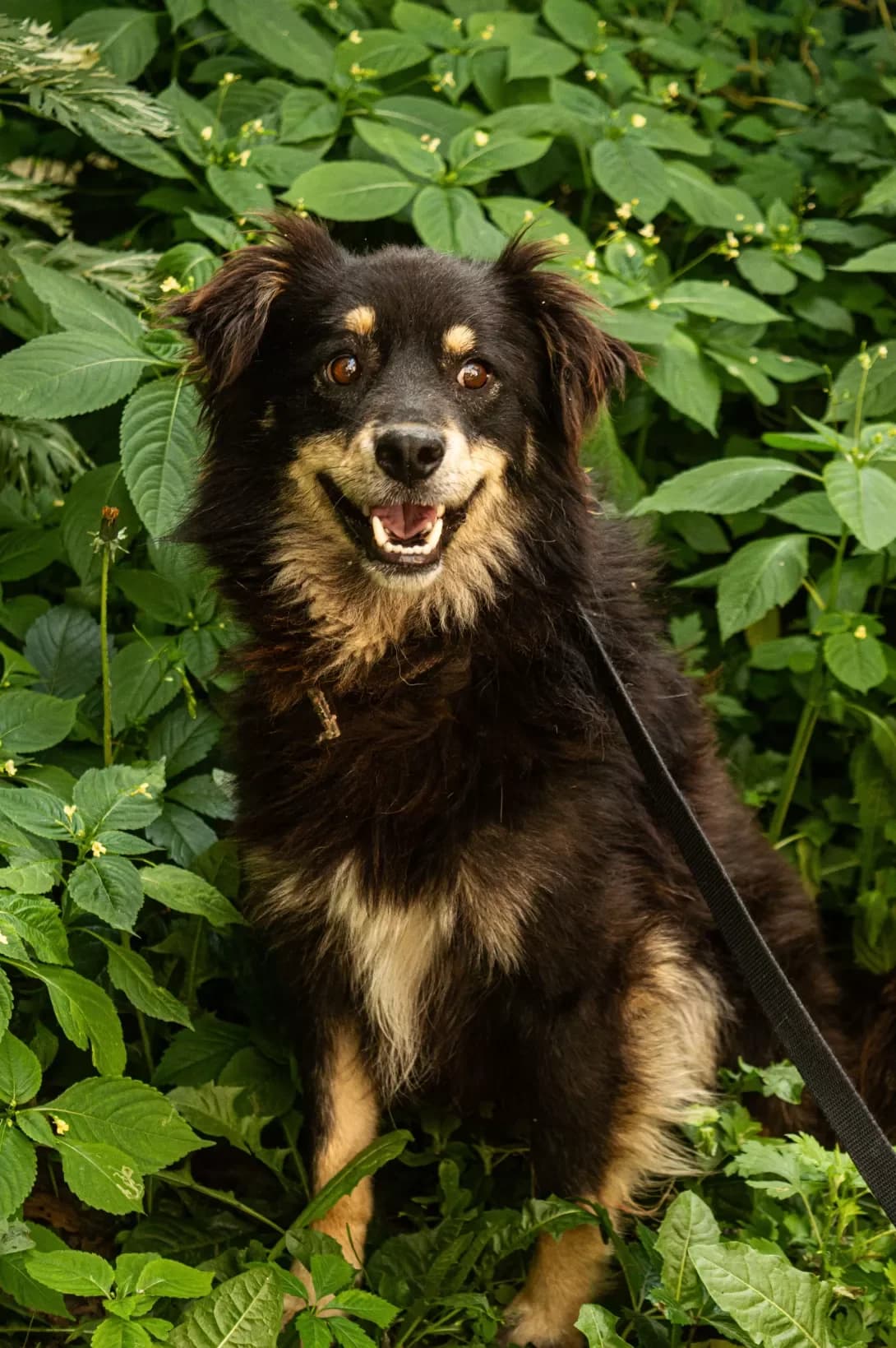 Villi (Віллі), male 5yo Mixed Breed for adoption at Happy Paw Kyiv
