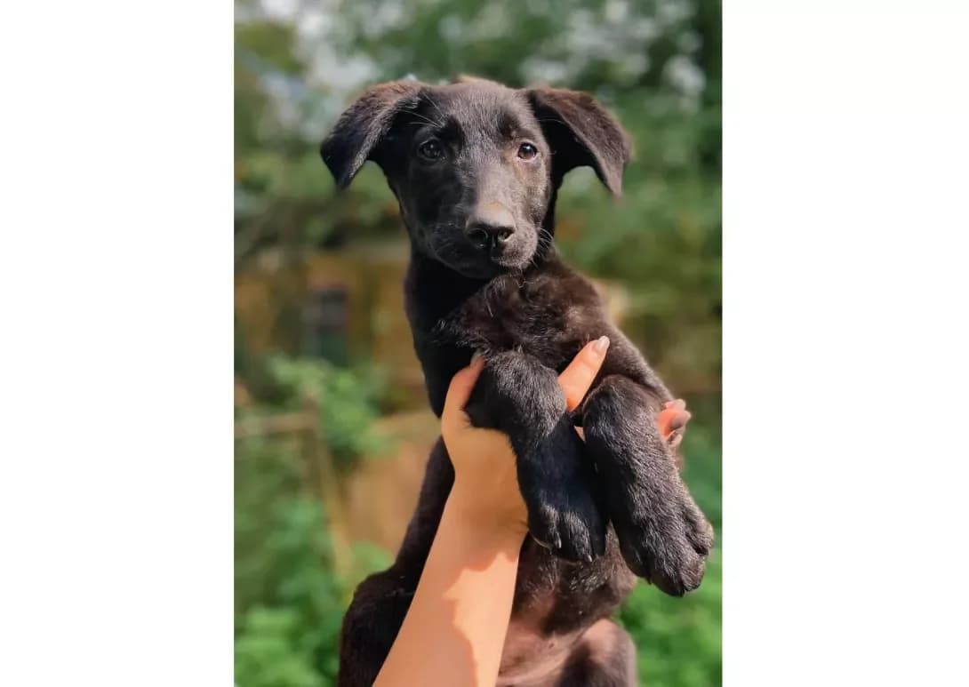 Emma (Емма), female 3yo Mixed Breed for adoption at Happy Paw Kyiv