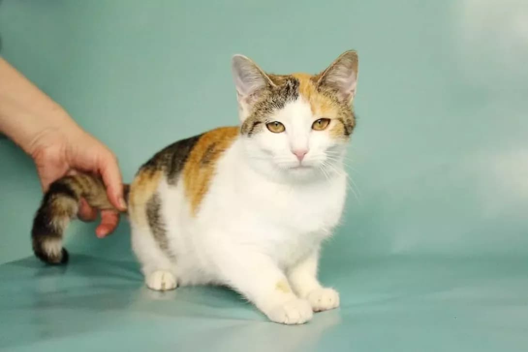 Margo (Марго), female 3yo Mixed Breed for adoption at Happy Paw Kyiv