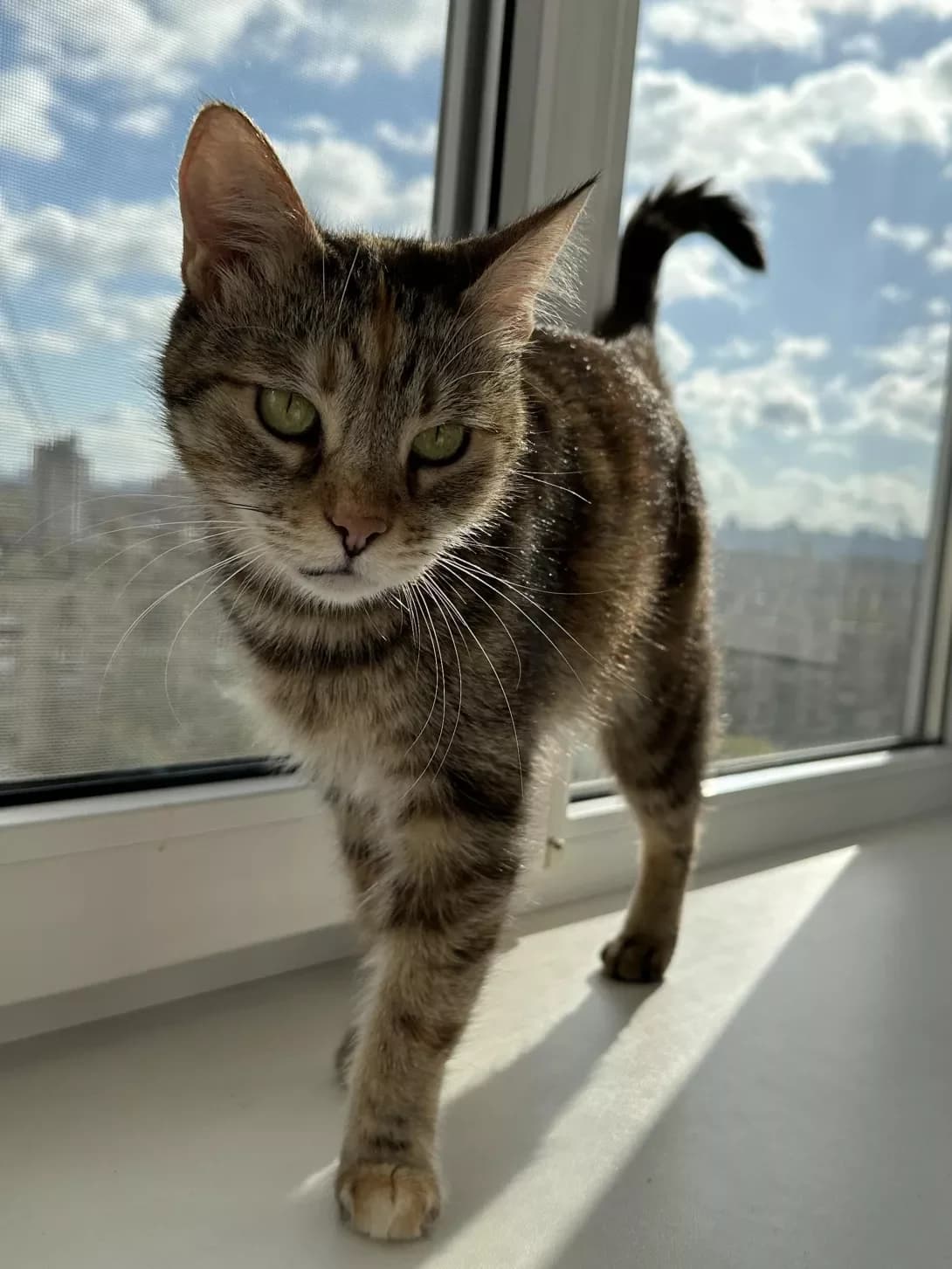 Ribka (Рибка), female senior Mixed Breed for adoption at Happy Paw Kyiv