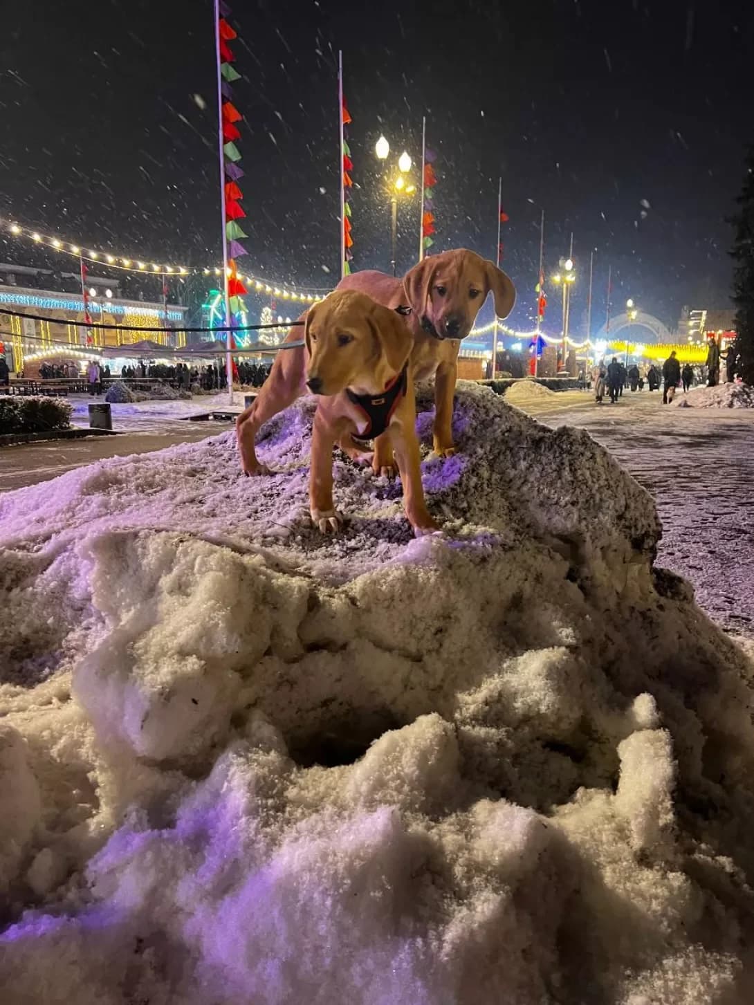 Rom &Dzhuls (Ром &Джулс), male young Mixed Breed for adoption at Happy Paw Kyiv