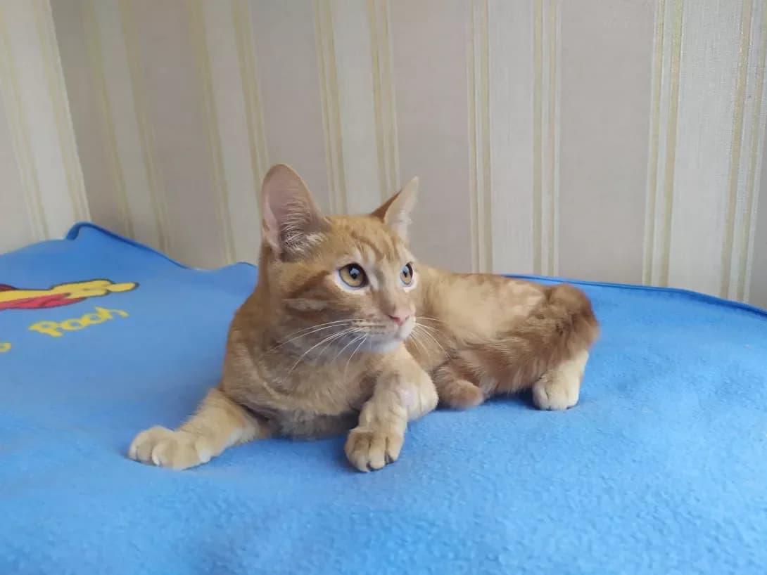 Sonechko (Сонечко), male young Mixed Breed for adoption at Happy Paw Kyiv
