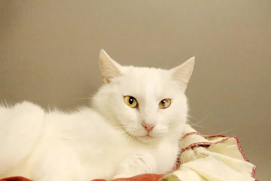 Nora (Нора), female 4yo Mixed Breed for adoption at Happy Paw Kyiv