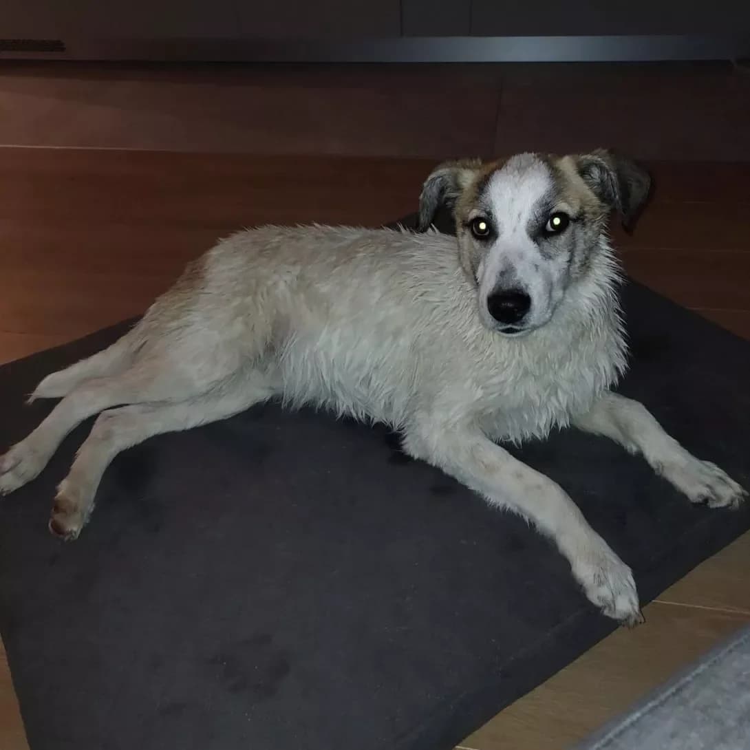 Zhorik (Жорік), male 5yo Mixed Breed for adoption at Happy Paw Kyiv