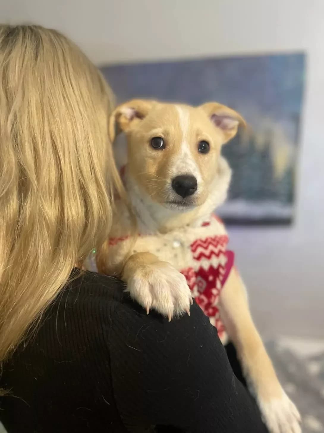 Smuzhechka (Смужечка), female young Mixed Breed for adoption at Happy Paw Kyiv