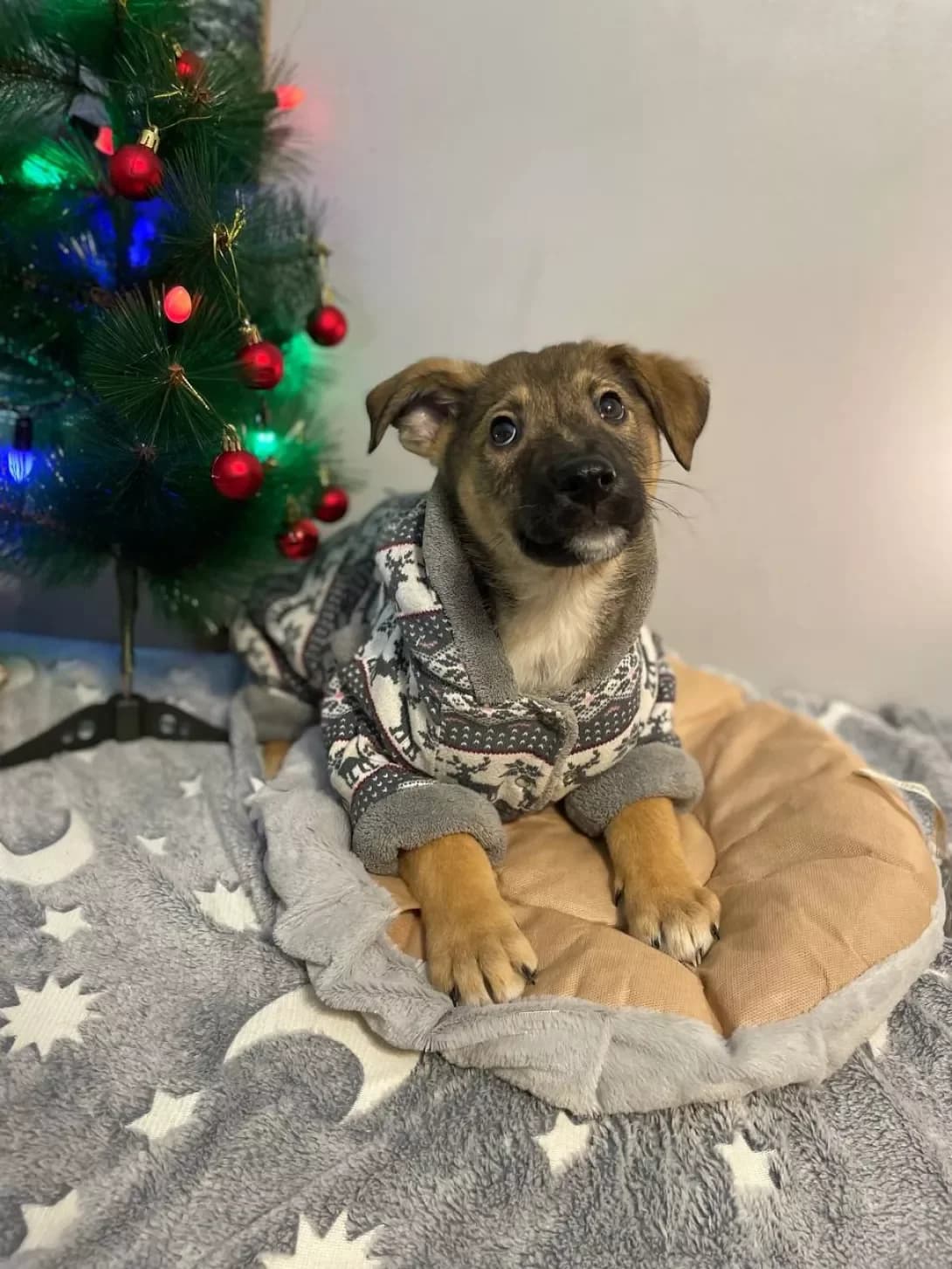 Khlopchik (Хлопчик), male young Mixed Breed for adoption at Happy Paw Kyiv