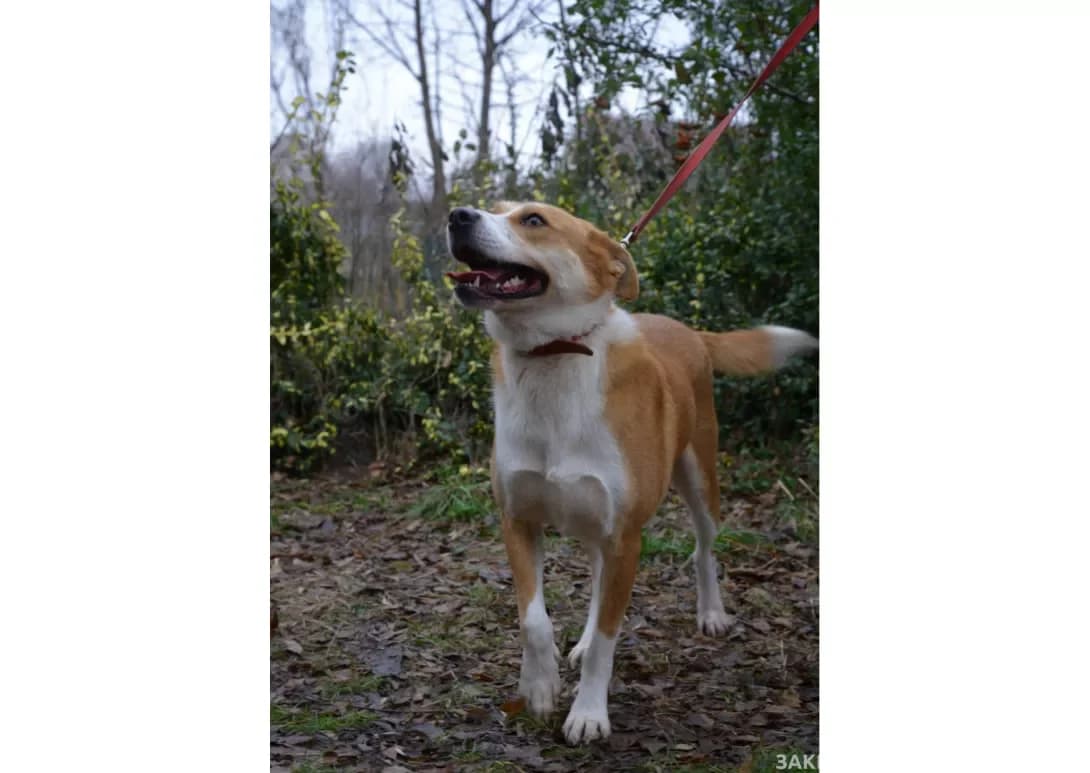 Foks (Фокс), male 4yo Mixed Breed for adoption at Happy Paw Kyiv