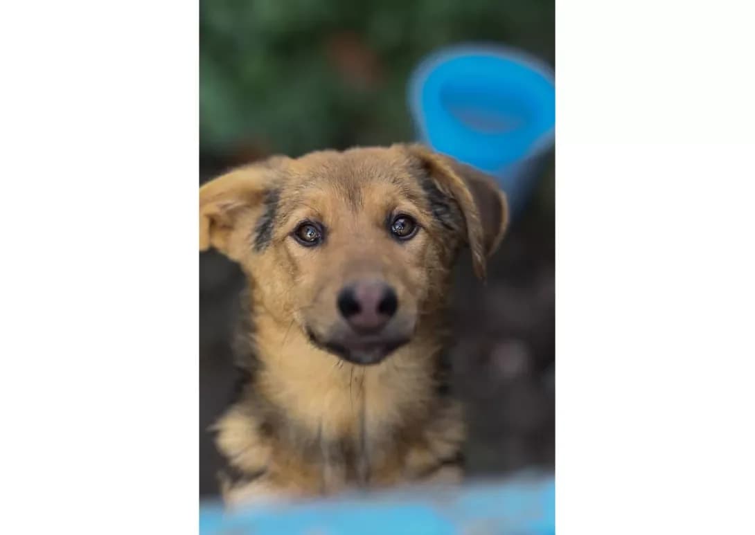 Gulka (Гулька), female young Mixed Breed for adoption at Happy Paw Kyiv