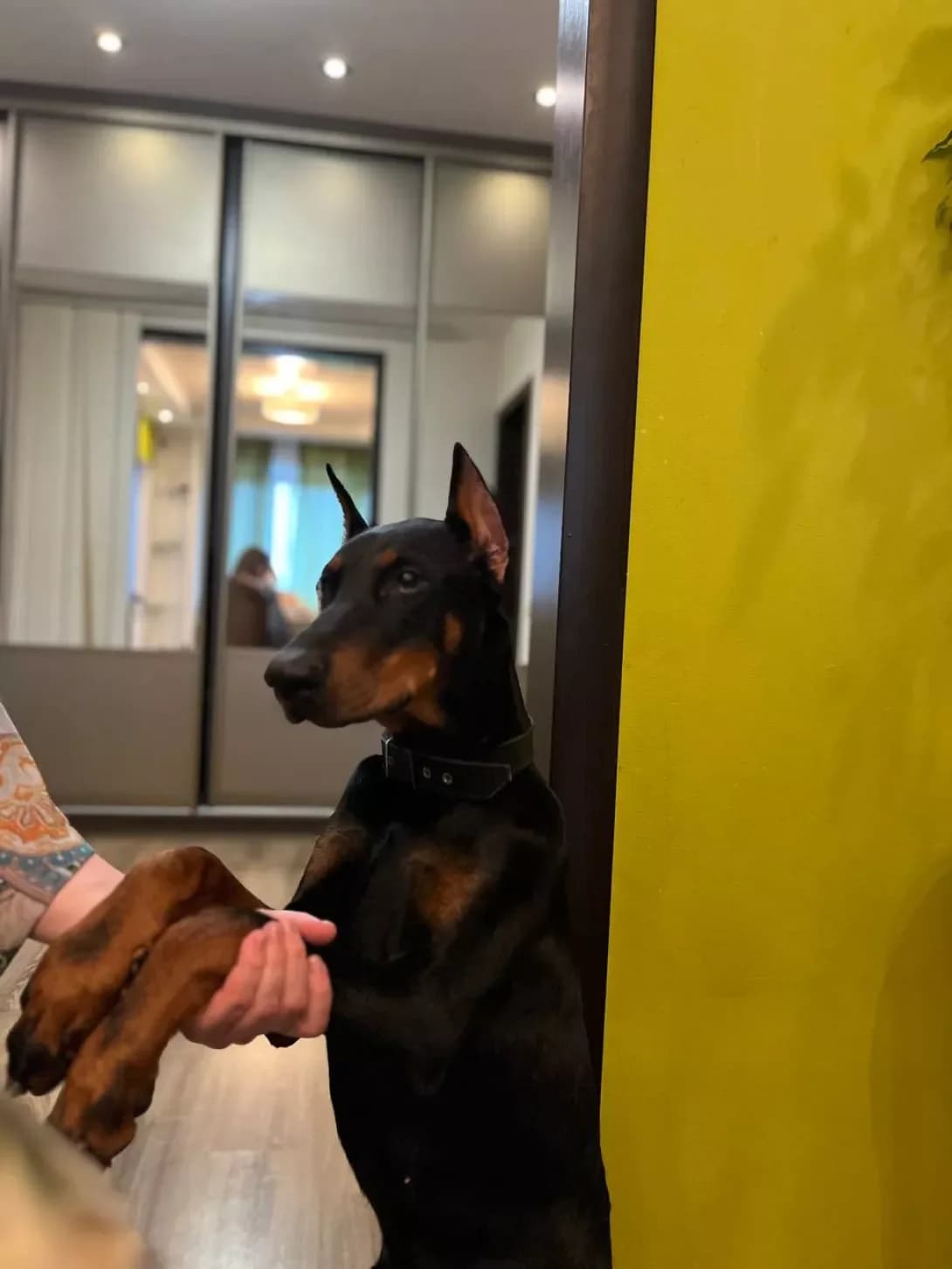 Margo (Марго), female 3yo Mixed Breed for adoption at Happy Paw Kyiv