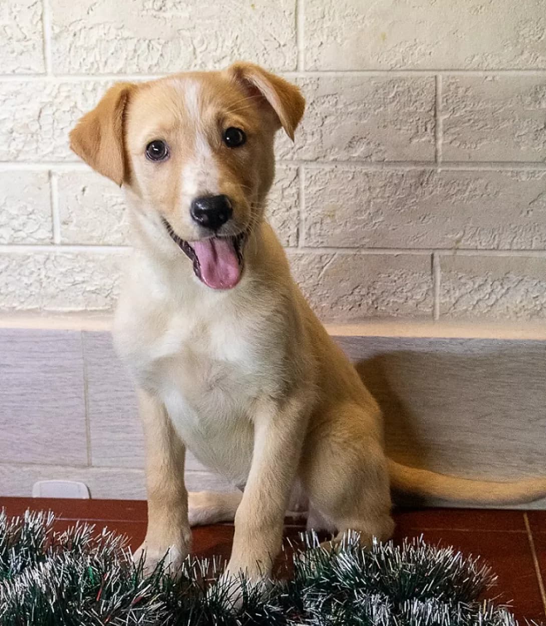 Smuzhechka (Смужечка), female young Mixed Breed for adoption at Happy Paw Kyiv