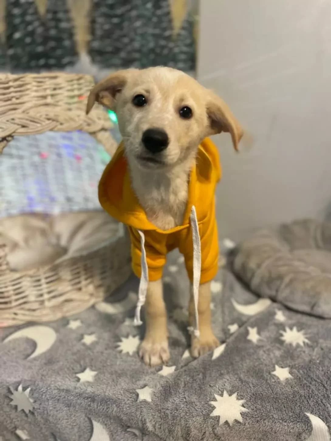 Kanapushka (Канапушка), female young Mixed Breed for adoption at Happy Paw Kyiv
