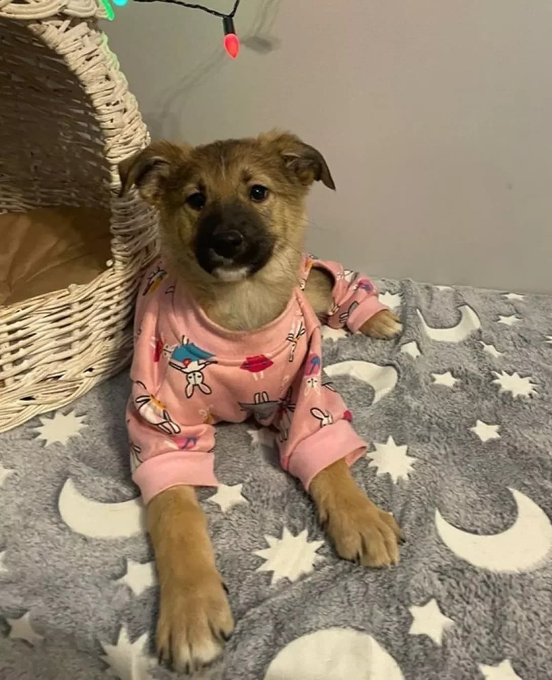 Lisichka (Лісічка), female young Mixed Breed for adoption at Happy Paw Kyiv