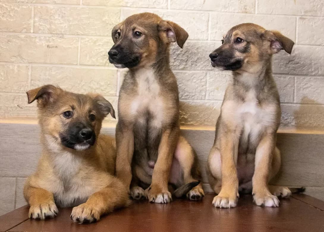 Tsutsenyata, khlopchik i divchinka (Цуценята, хлопчик і дівчинка), male young Mixed Breed for adoption at Happy Paw Kyiv