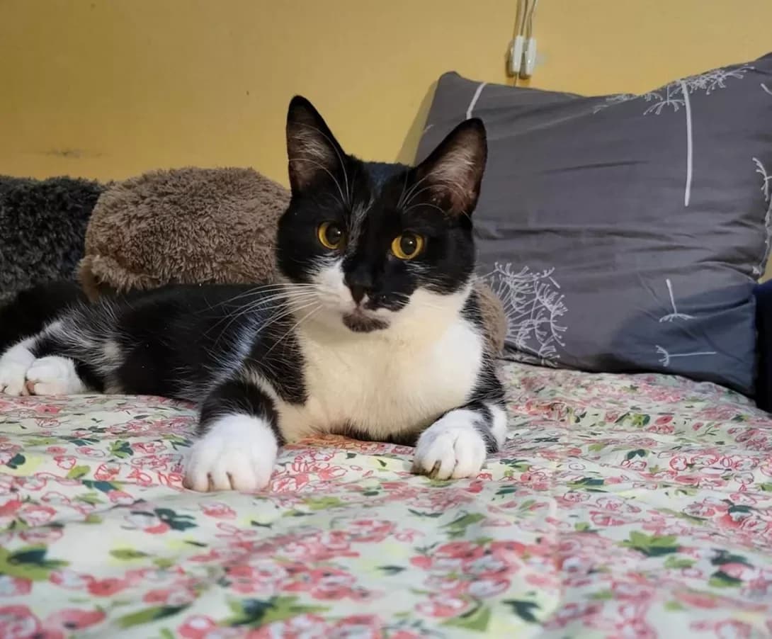 Gayechka (Гаєчка), female 3yo Mixed Breed for adoption at Happy Paw Kyiv