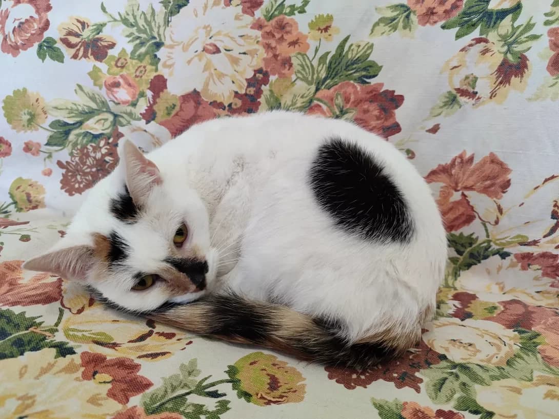 Klyaksa (Клякса), female 3yo Mixed Breed for adoption at Happy Paw Kyiv