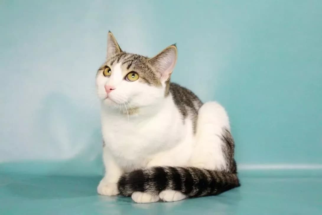 Kuzya (Кузя), male 3yo Mixed Breed for adoption at Happy Paw Kyiv