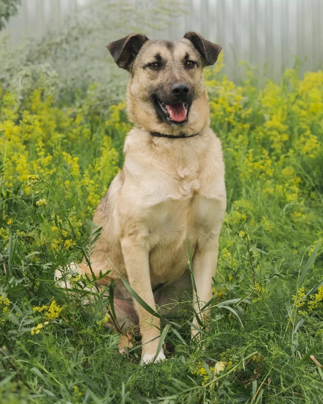 Miya (Мія), female 5yo Mixed Breed for adoption at Happy Paw Kyiv