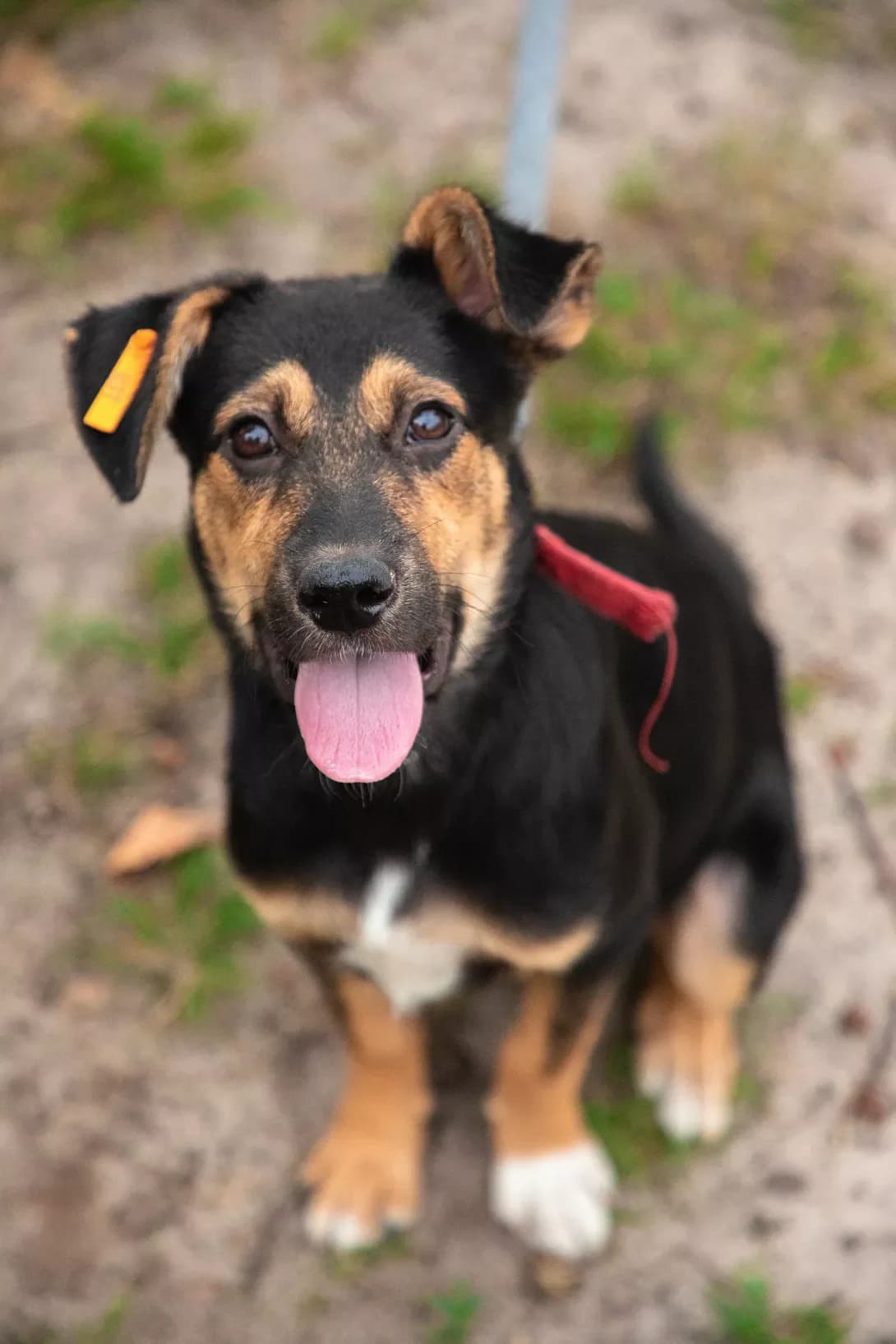 Luni (Луні), male 3yo Mixed Breed for adoption at Happy Paw Kyiv