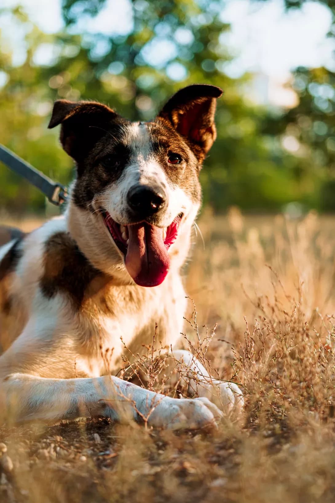 Azazello (Азазелло), male 3yo Mixed Breed for adoption at Happy Paw Kyiv