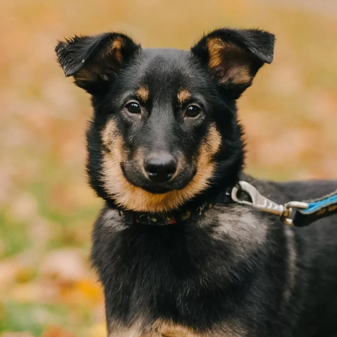 Chizh (Чіж), male 3yo Mixed Breed for adoption at Happy Paw Kyiv