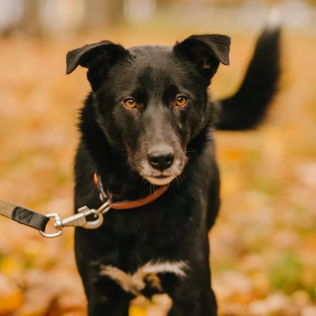 Chernushka (Чернушка), female 7yo Mixed Breed for adoption at Happy Paw Kyiv