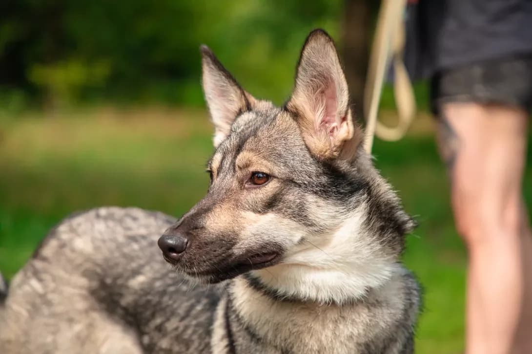 Dzhess (Джесс), female 4yo Mixed Breed for adoption at Happy Paw Kyiv