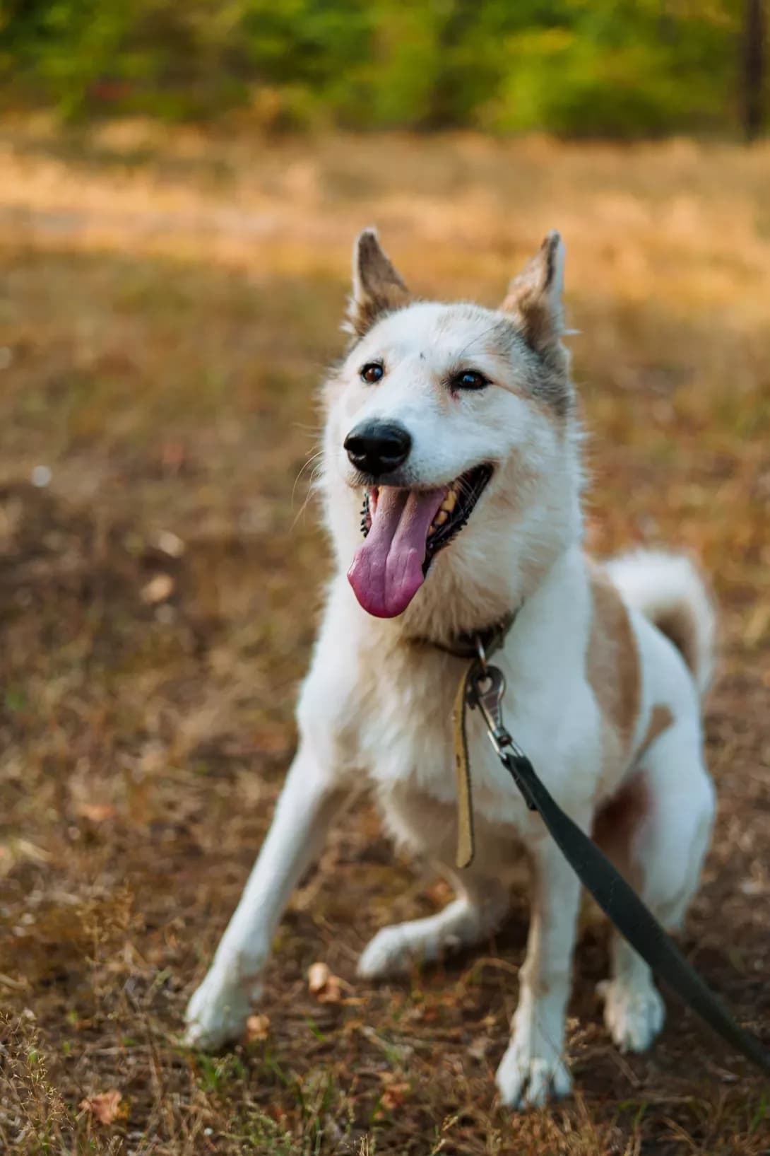 Afina (Афіна), female 5yo Mixed Breed for adoption at Happy Paw Kyiv