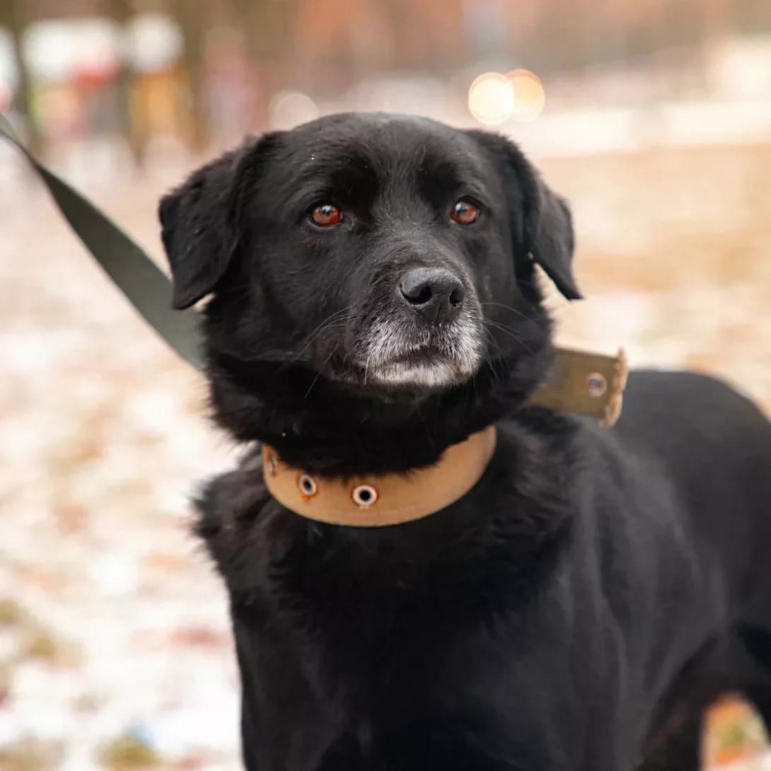 Dzheki (Джекі), male senior Mixed Breed for adoption at Happy Paw Kyiv