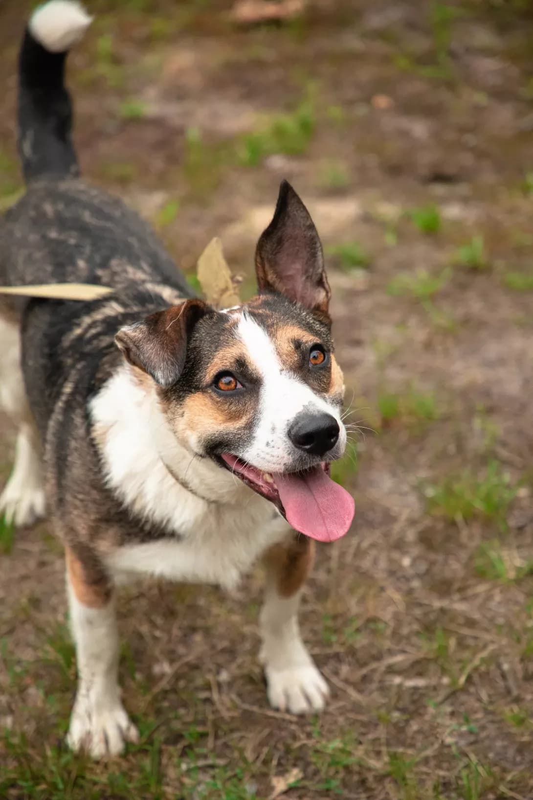 Vups (Вупс), male 6yo Mixed Breed for adoption at Happy Paw Kyiv
