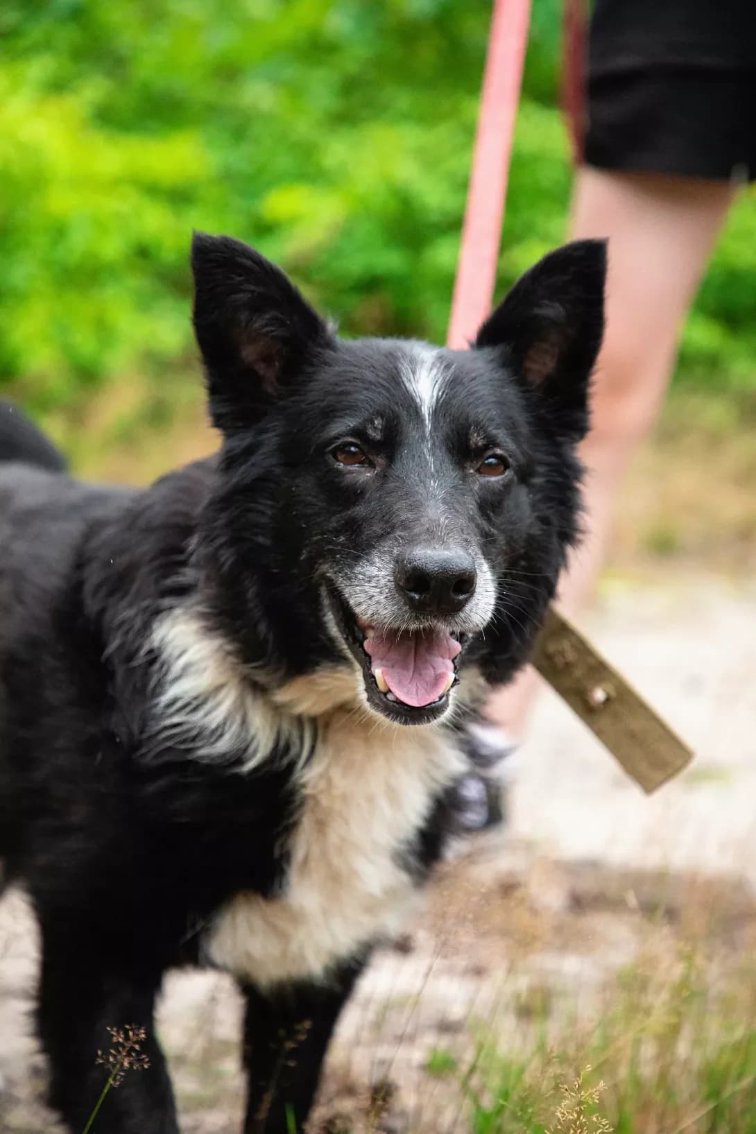 Pups (Пупс), male 6yo Mixed Breed for adoption at Happy Paw Kyiv