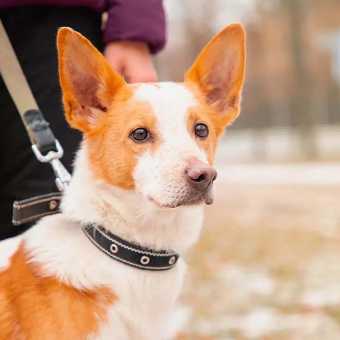 Dzhek (Джек), male 6yo Mixed Breed for adoption at Happy Paw Kyiv