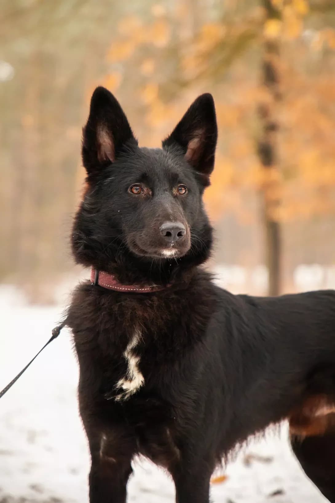 Fenya (Феня), male 4yo Mixed Breed for adoption at Happy Paw Kyiv