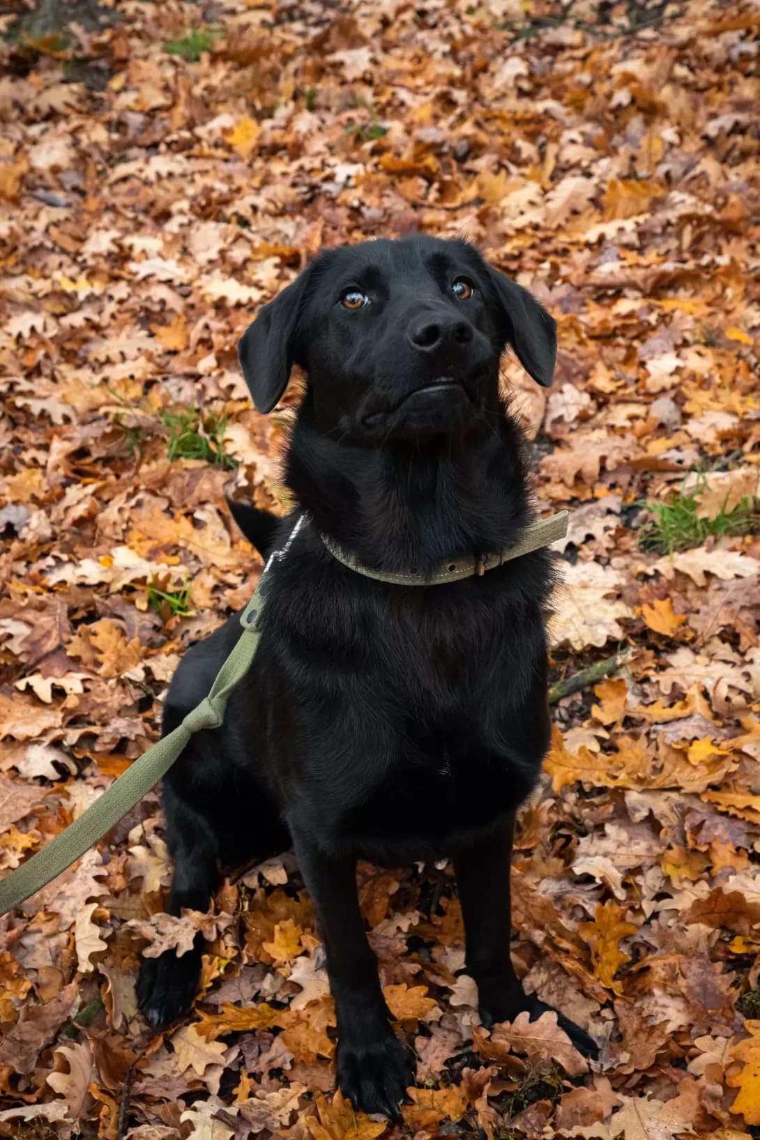Betti (Бетті), female 4yo Mixed Breed for adoption at Happy Paw Kyiv