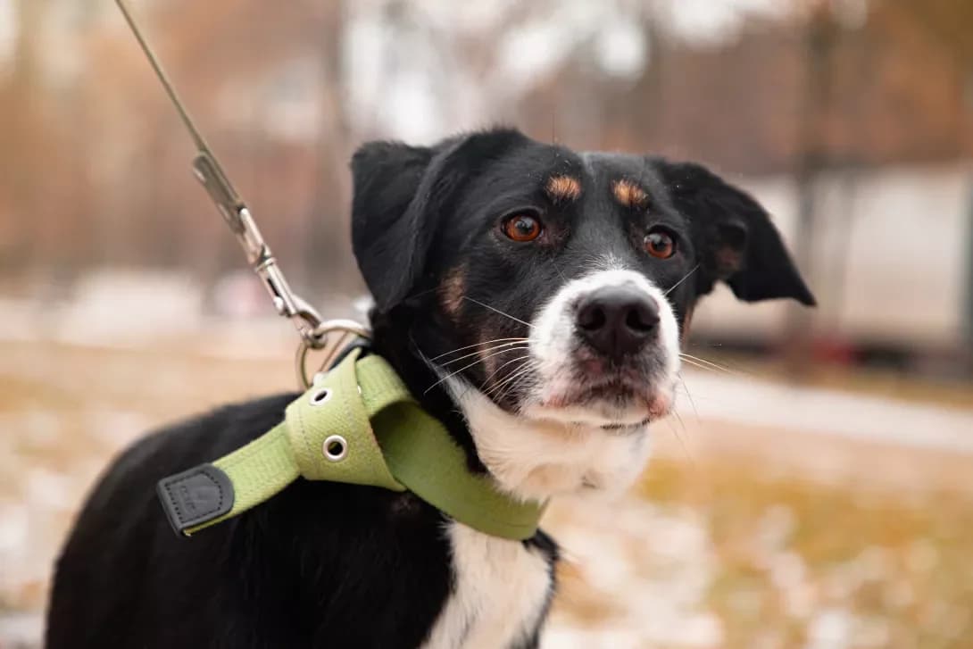 Dzhuni (Джуні), female 7yo Mixed Breed for adoption at Happy Paw Kyiv
