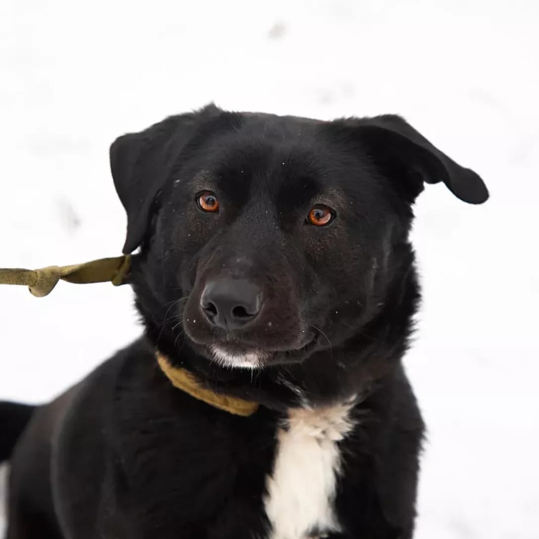 Maya (Мая), female 6yo Mixed Breed for adoption at Happy Paw Kyiv