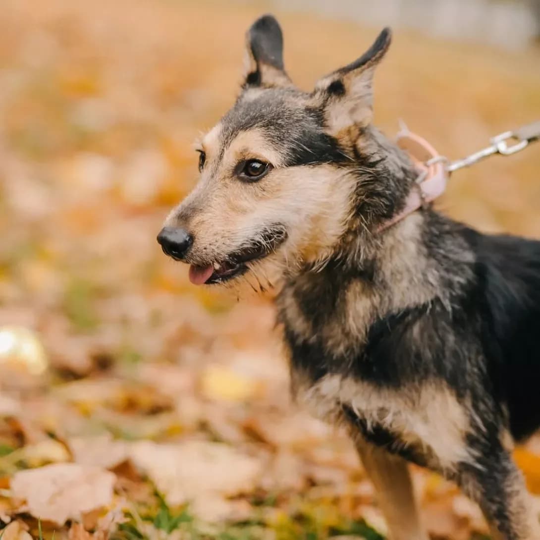 Roksi (Роксі), female 5yo Mixed Breed for adoption at Happy Paw Kyiv