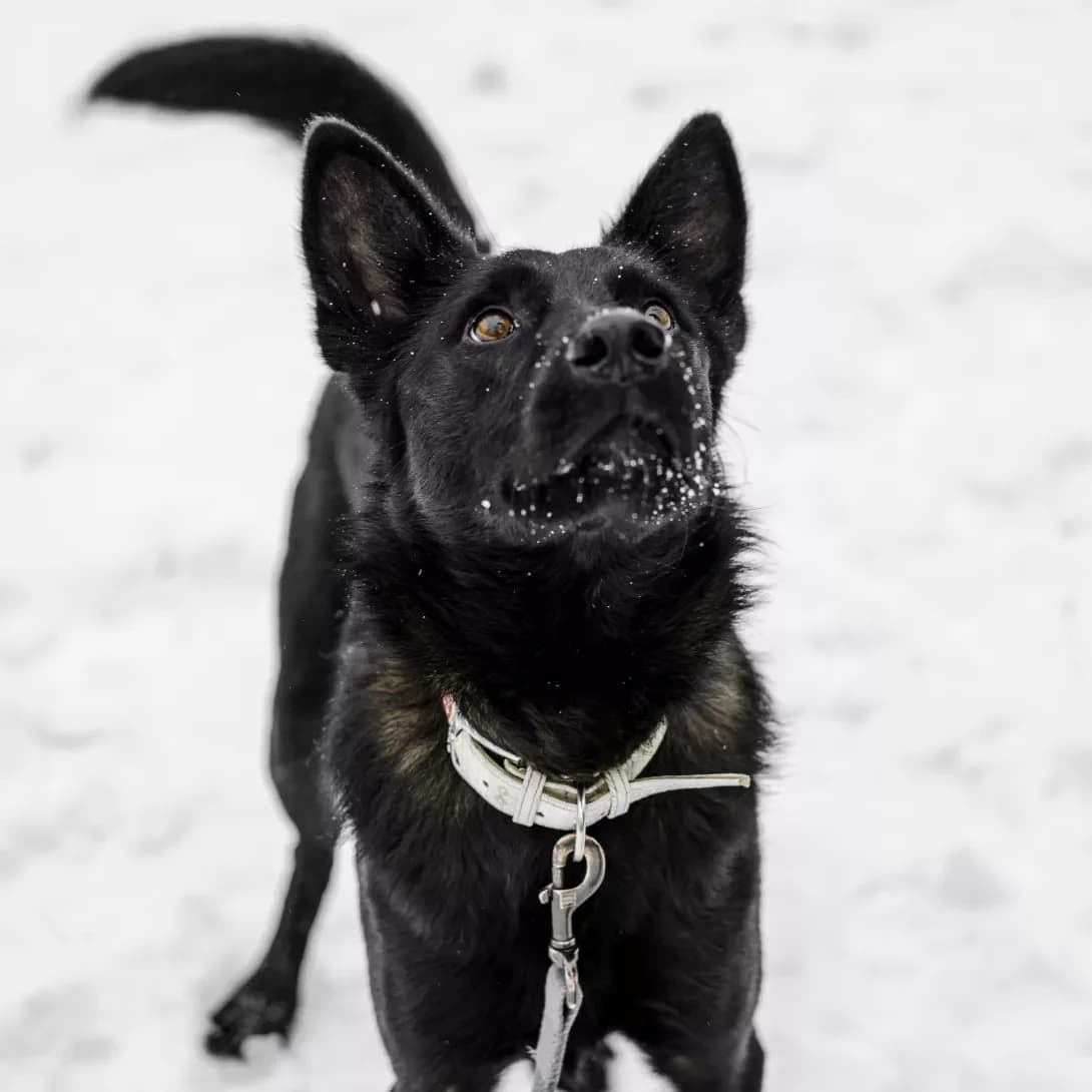 Dark (Дарк), male 4yo Mixed Breed for adoption at Happy Paw Kyiv