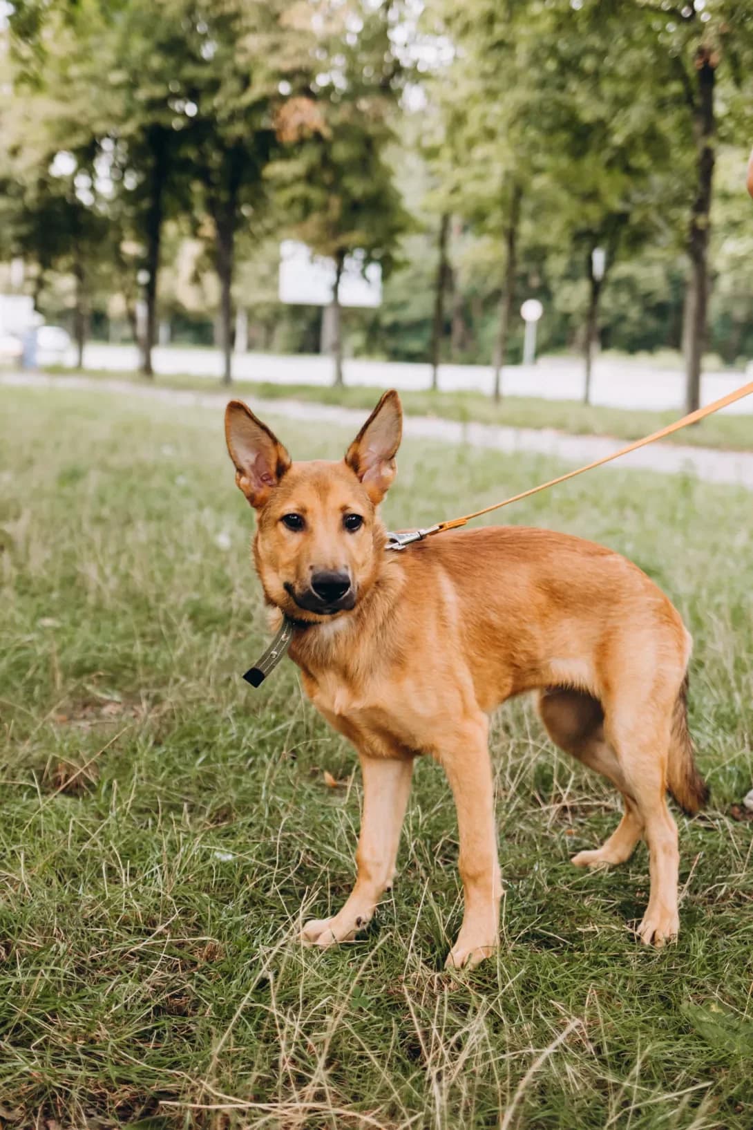 Patron (Патрон), male 5yo Mixed Breed for adoption at Happy Paw Kyiv