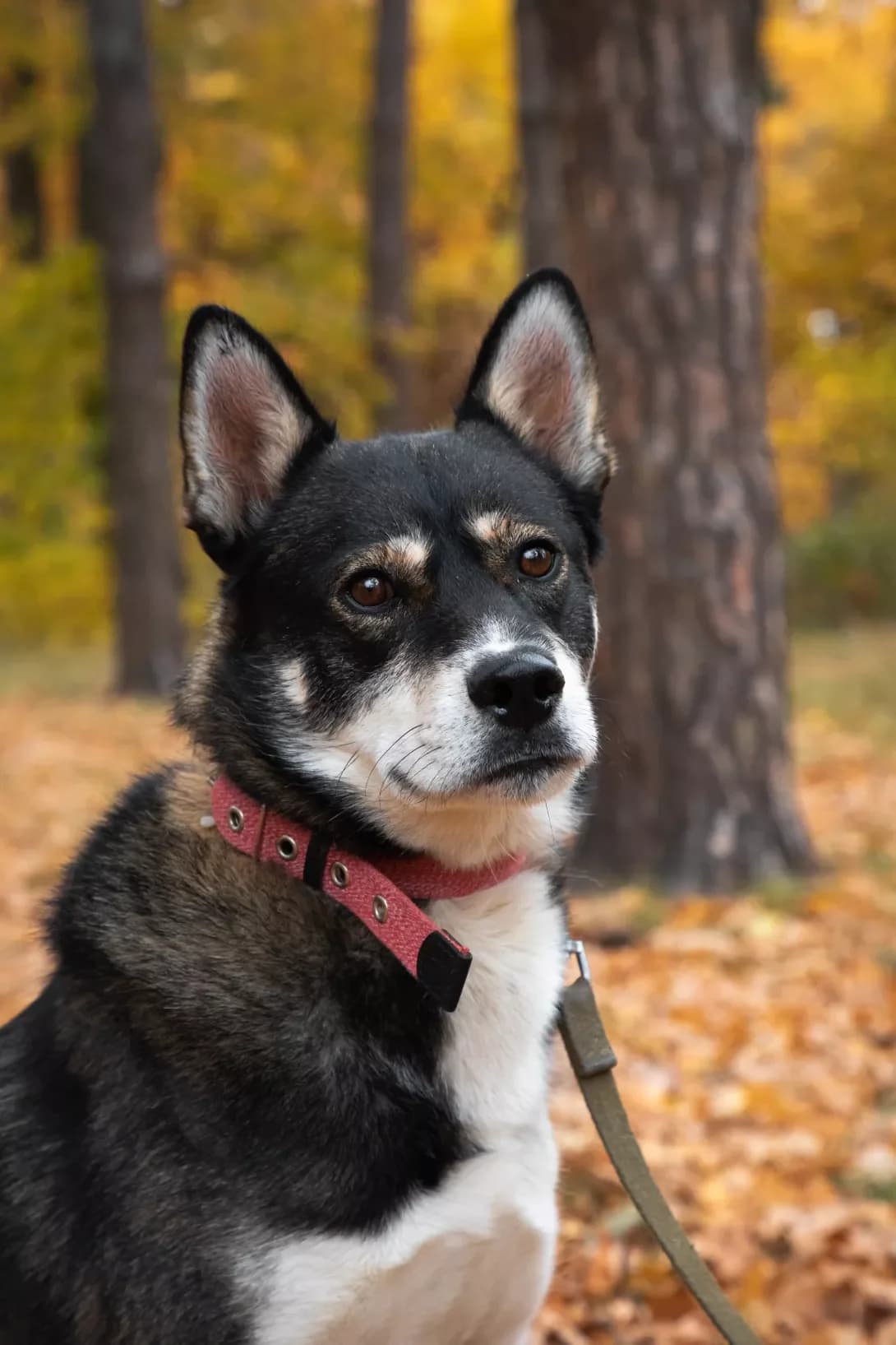 Tsezar (Цезар), male 6yo Mixed Breed for adoption at Happy Paw Kyiv