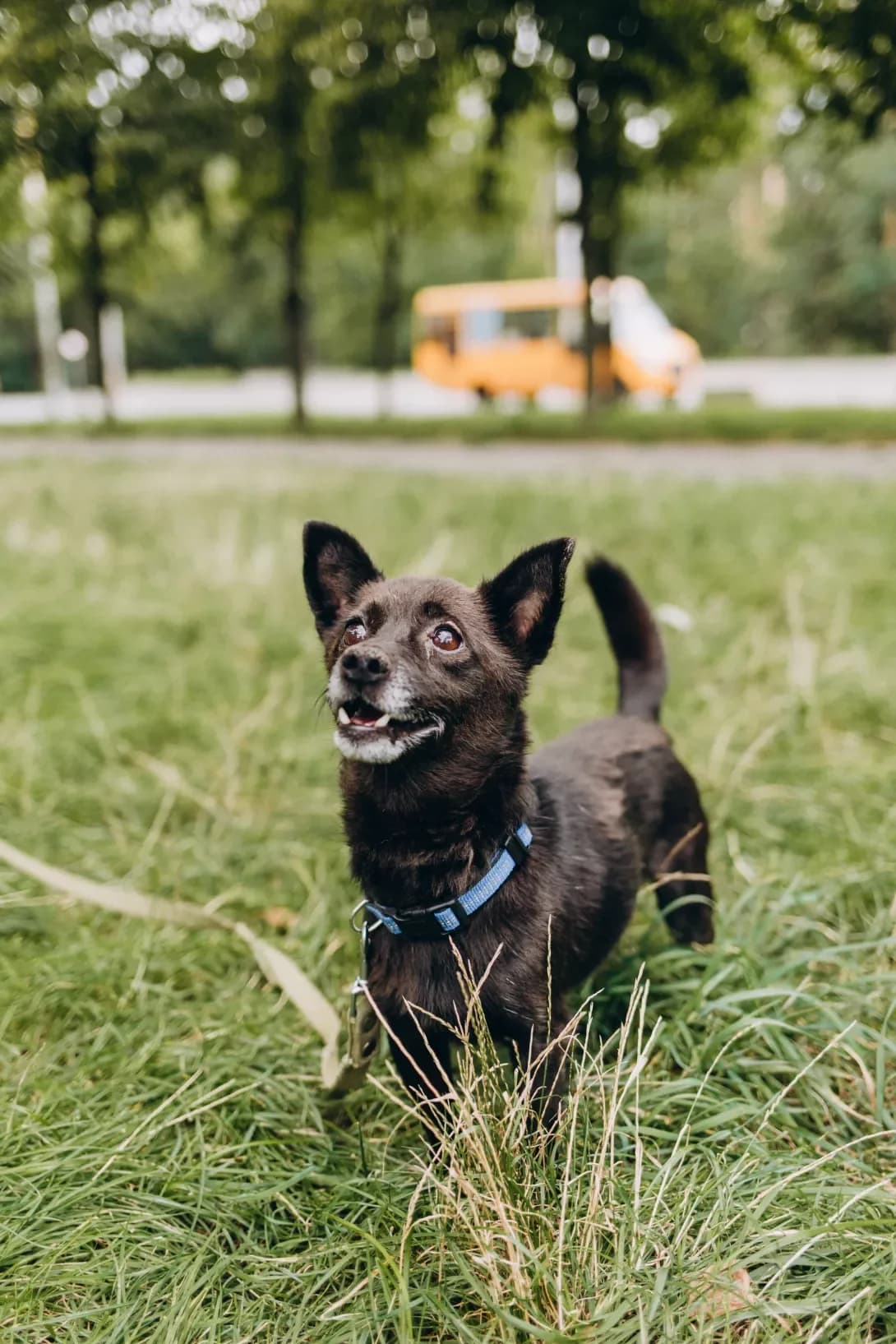 Dzhonik (Джонік), male 7yo Mixed Breed for adoption at Happy Paw Kyiv