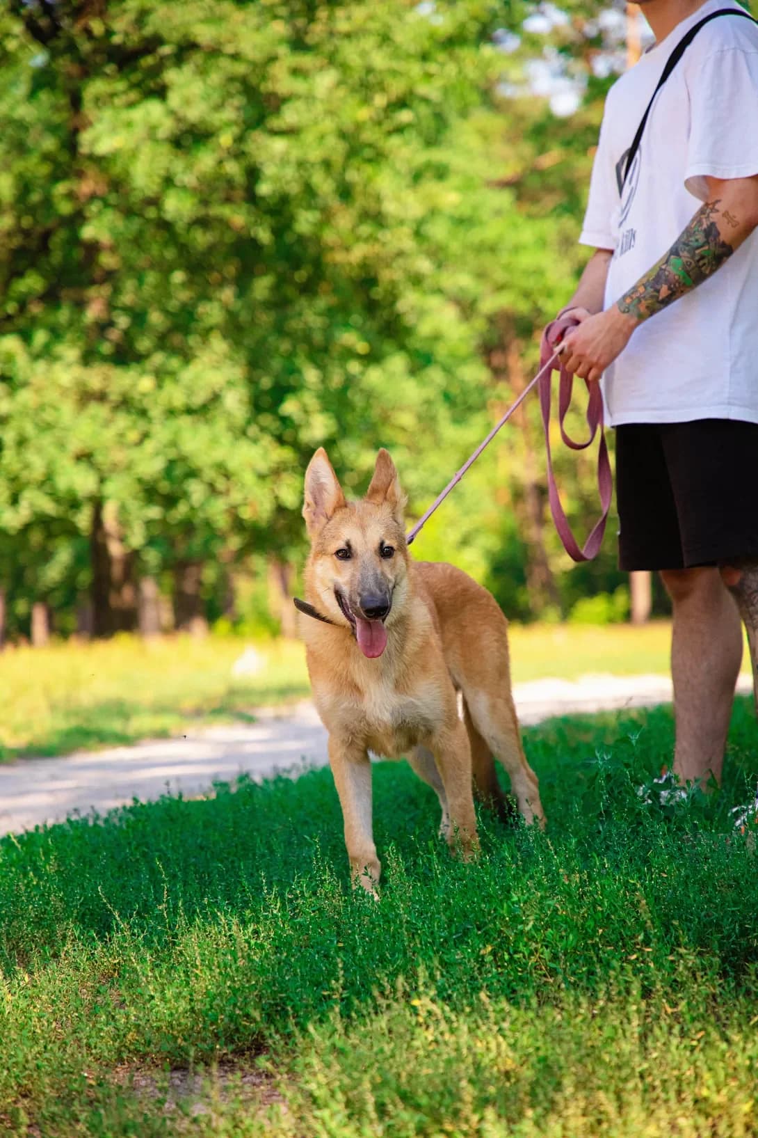 For (Фор), male 4yo Mixed Breed for adoption at Happy Paw Kyiv